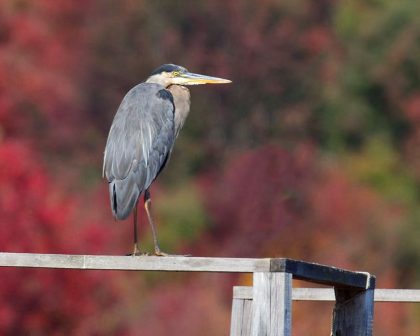 870x696_great_blue_heron 870x696_great_blue_heron